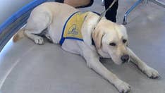 The joys and pains of raising a canine companion