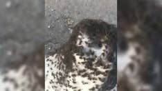 Thousands of spiders cover Arkansas highway in huge webs like 'thick carpet'