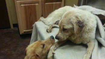 Dog in Missouri receives lifesaving kidney from one of her ‘hero’ puppies, family says