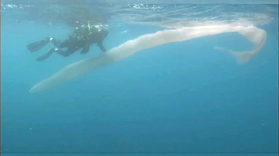 26-foot-long ‘worm’ stuns divers