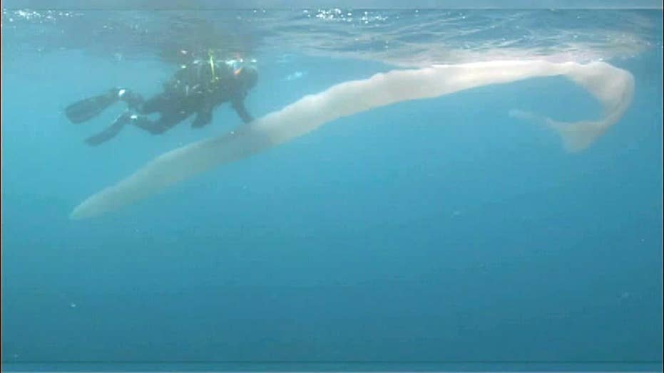 Image result for Mysterious 26-foot worm-like sea creature stuns divers