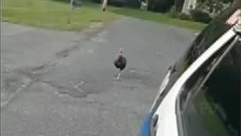 Turkey gone wild: Massachusetts cops search for bird accused of breaking and entering, chasing police cruiser