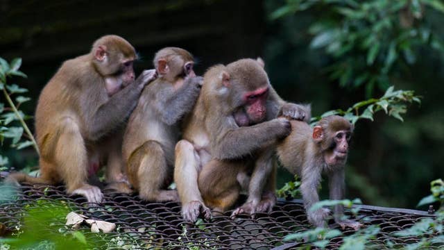 Monkeys in Florida carrying herpes virus worries experts