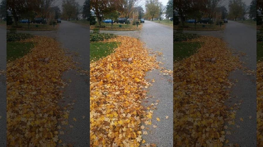 UPS driver snaps photo of boy in leaf pile as a warning