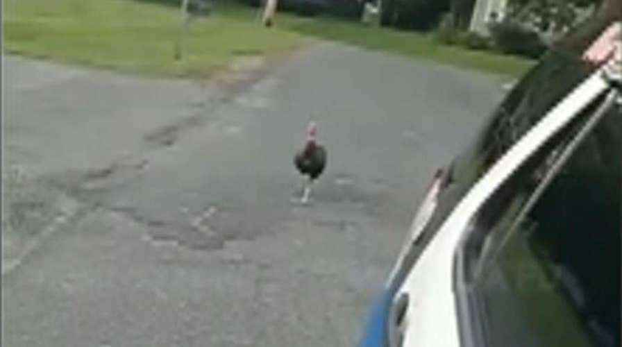 Turkey chases cop cruiser after trying to jump into vehicle