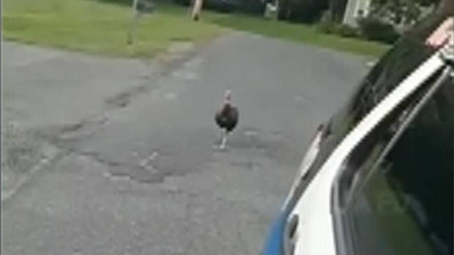 Turkey Gone Wild Massachusetts Cops Search For Bird Accused Of