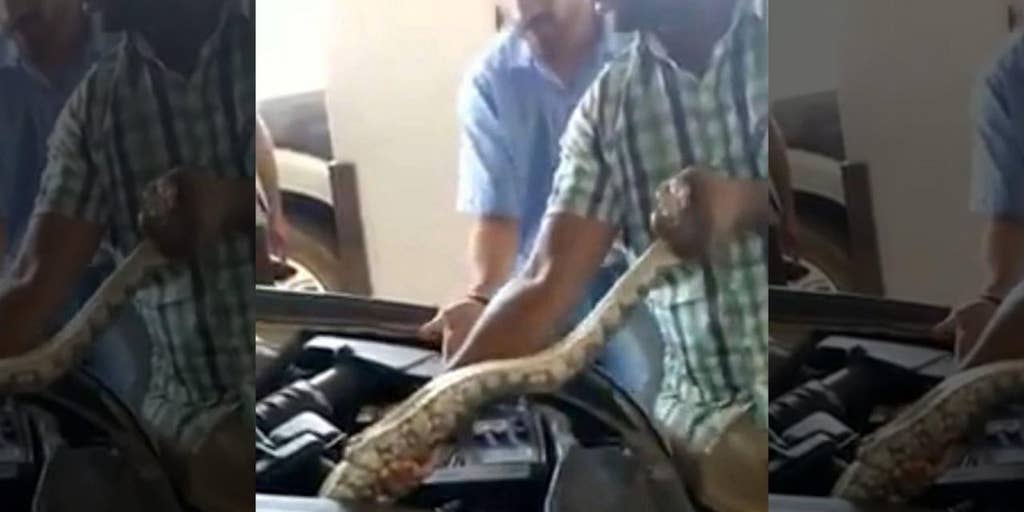 Man finds 8-foot python in his car’s engine | Fox News Video