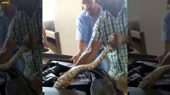 Snakes alive! Driver finds 8-foot python in car