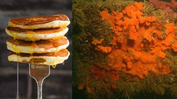 Creatures with 'pancake batter'-like appearance found off Maine: They're 'scary to swim around'