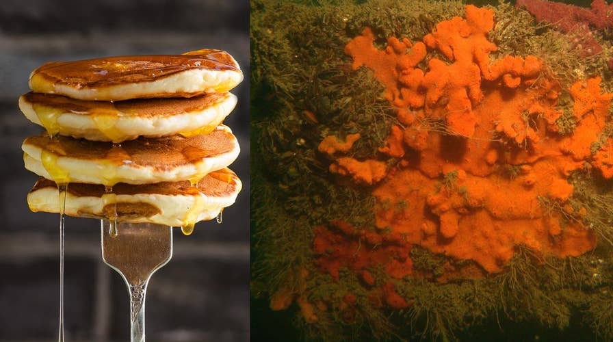 Why are 'sea squirts' flourishing off Maine's coast?