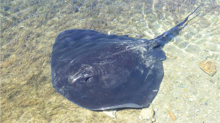 Australian man allegedly killed by stingray