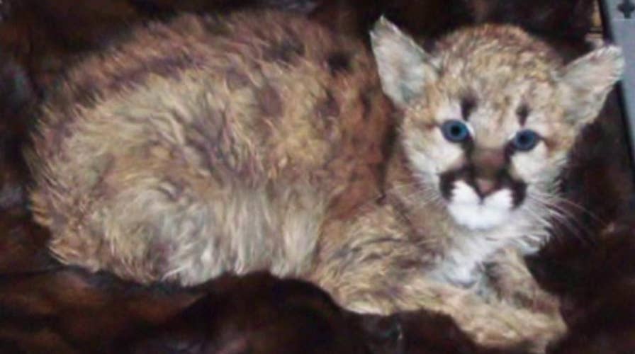 Baby mountain lion removed from home after anonymous tip