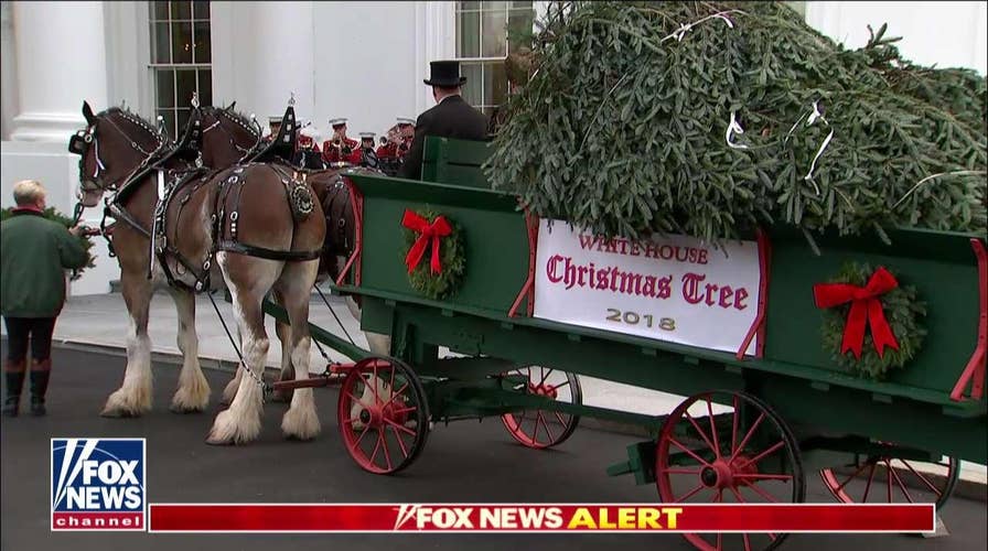 President Trump, Melania Trump Receive Official White House Christmas Tree