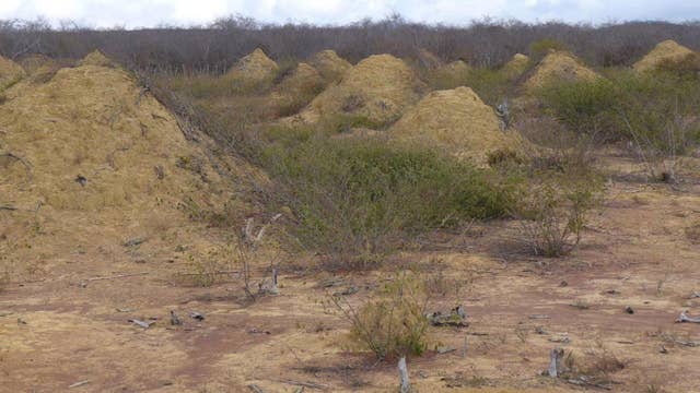 Massive termite mounds seen from space