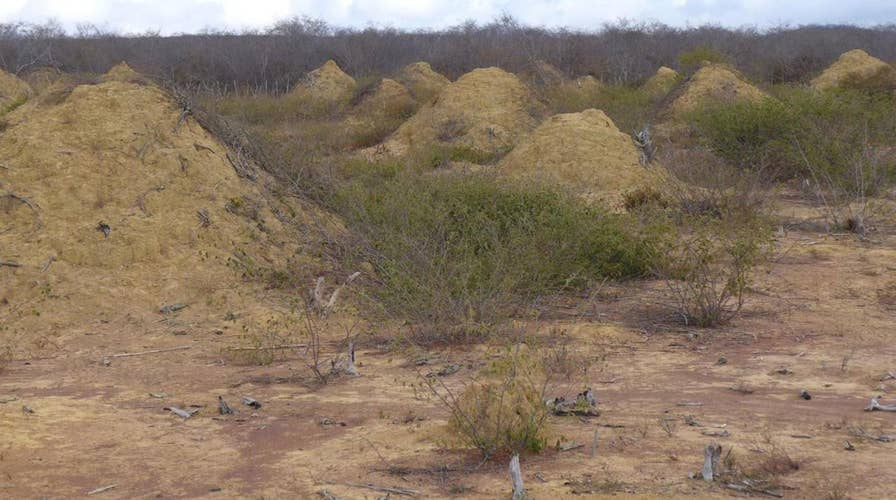 Massive termite mounds seen from space