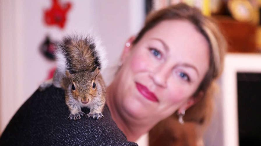 Rescued squirrel becomes part of woman's family