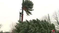Top of Christmas tree for Ohio city snaps off, forcing backup plan