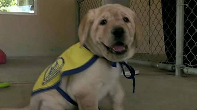 Company provides free service dogs to veterans