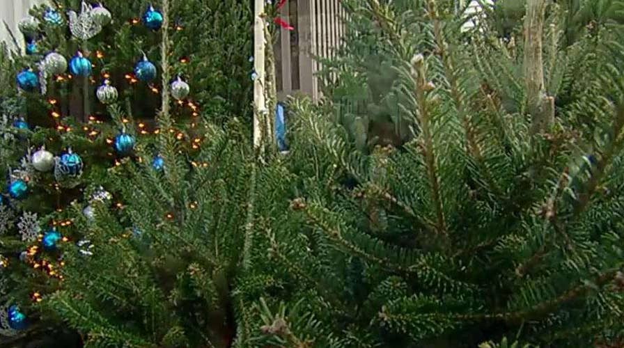 How to pick the perfect Christmas tree