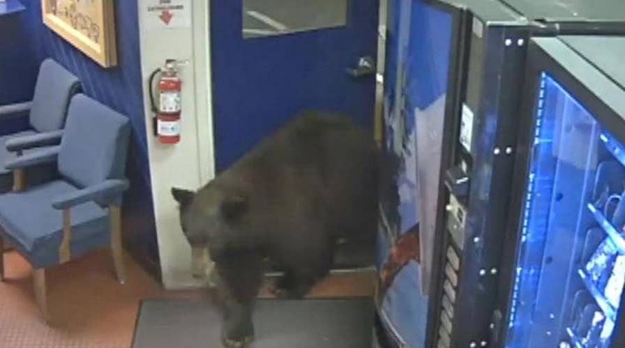 Bear finds its way into California Highway Patrol facility
