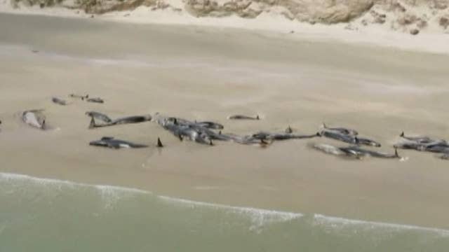 145 whales die after stranding themselves in New Zealand