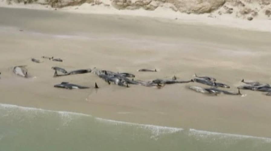 145 whales die after stranding themselves in New Zealand