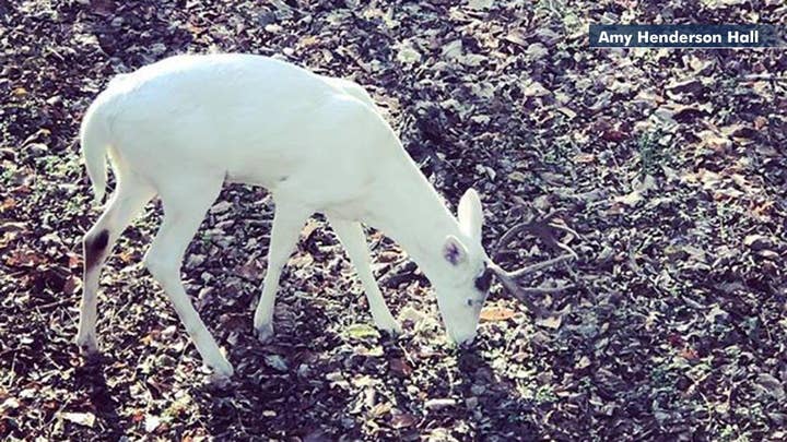 Rare albino 12-point buck spotted in Tennessee