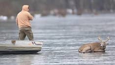 Dramatic video shows hunters rescuing buck deer from frozen lake