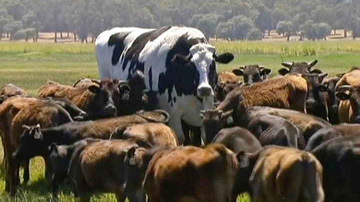 Giant cow the weight of a car saved from slaughterhouse