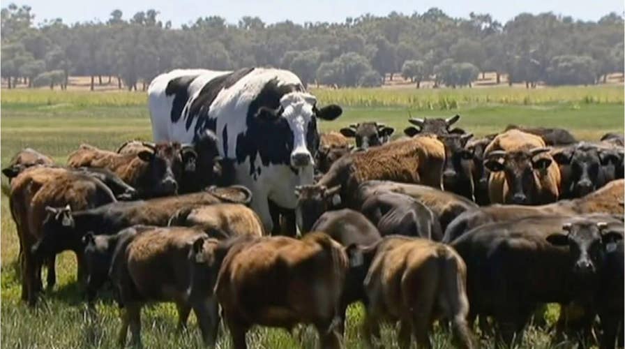 Enormous bovine goes viral, saved from the slaughterhouse