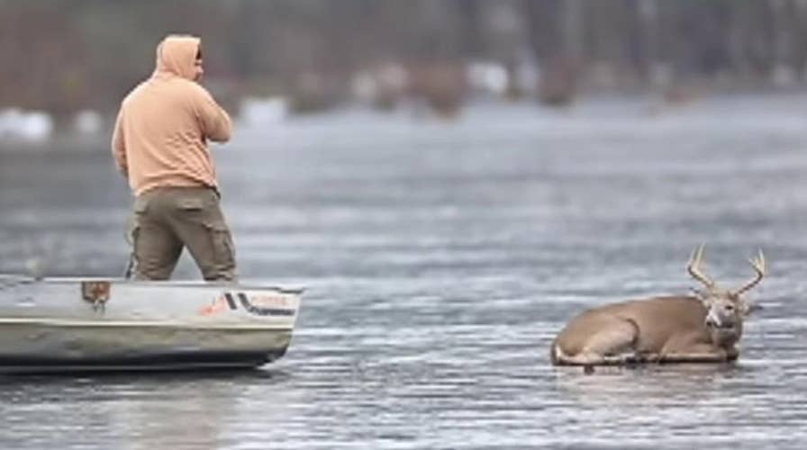 Pennsylvania man rescues deer from frozen lake