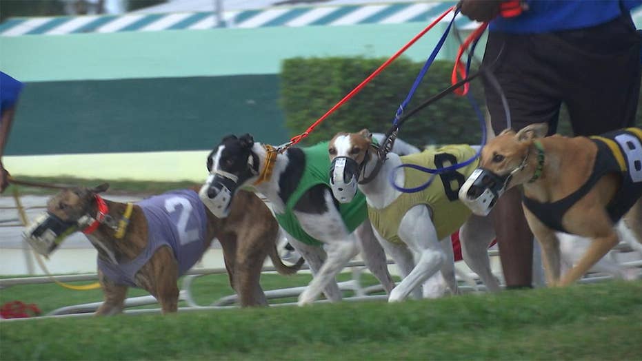 dog racing breed