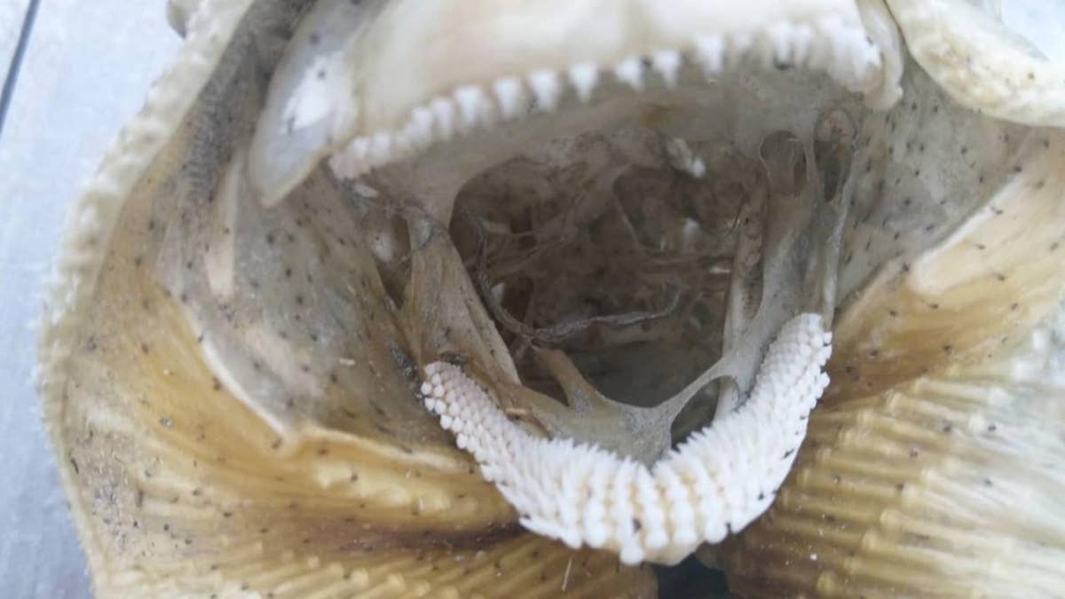 Bizarre, Rarely Seen 'Worm Goby' With No Eyes and Glass-Like Teeth