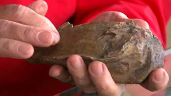Puppy finds woolly mammoth tooth in backyard