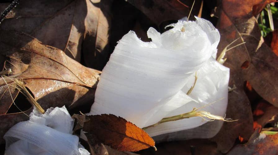 South Carolina battlefield covered in a phenomenon known as ‘hair ice’