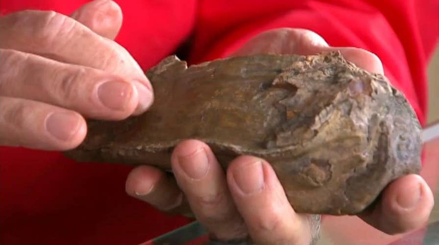 Puppy unearths piece of prehistoric history