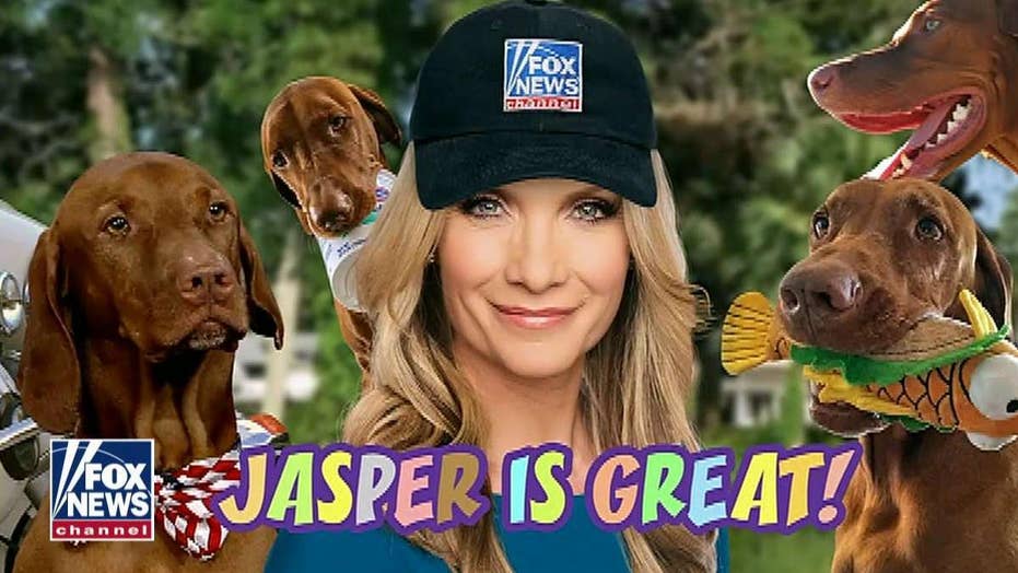 dana perino jasper puppy