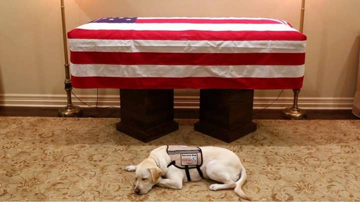 George H.W. Bush's service dog, Sully, is honored