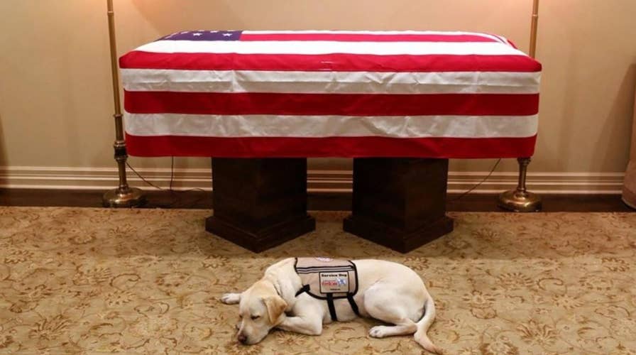 George H.W. Bush's service dog, Sully, is honored