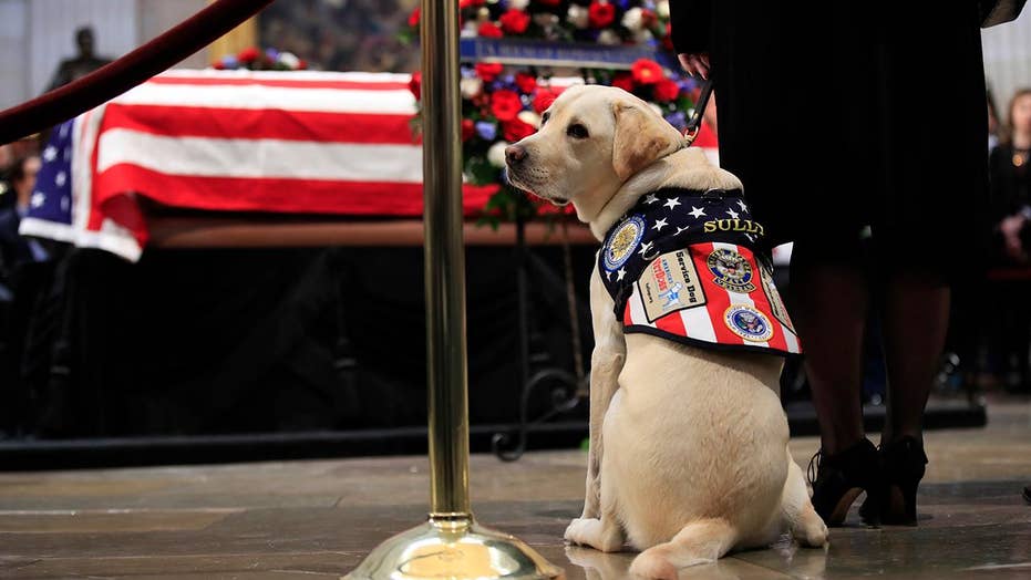 George H.W. Bush's casket visited by service dog Sully in Capitol ...