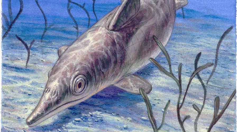 'Sea monster' fossil found with skin and blubber residue