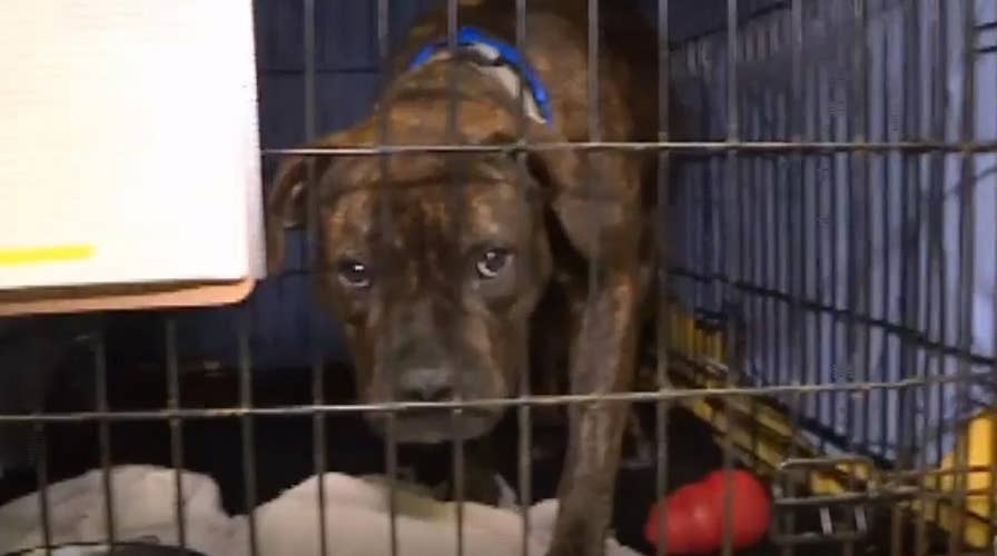 Animal shelters house pets affected by California wildfire