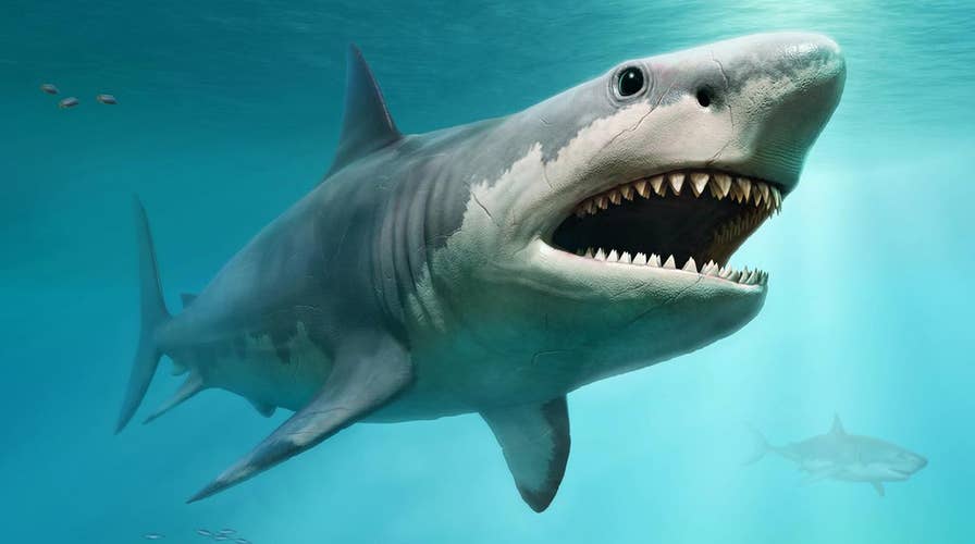 A new study may explain why Megalodon went extinct