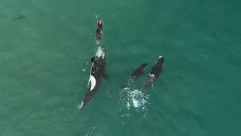 Killer whales surround New Zealand woman in stunning drone footage