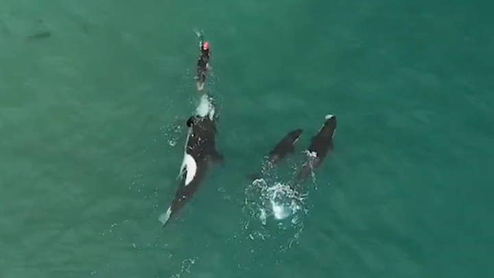 Watch dramatic video as killer whales approach lone swimmer