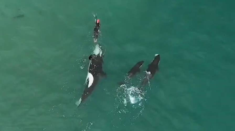 Watch dramatic video as killer whales approach lone swimmer