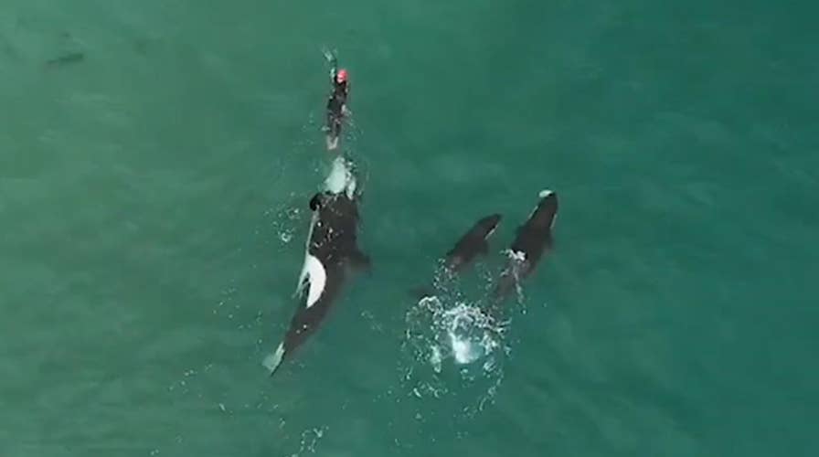 Watch dramatic video as killer whales approach lone swimmer