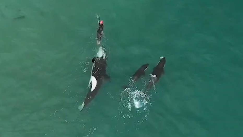 Killer Whales Surround New Zealand Woman In Stunning Drone Footage ...