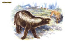 Skeleton of ancient marsupial lion, ‘Tasmanian devil on steroids,’ reconstructed for first time