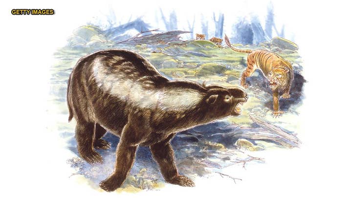 Skeleton of ancient marsupial lion reconstructed for first time